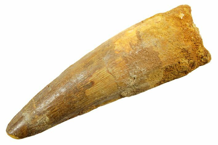 Fossil Spinosaurus Tooth - Real Dinosaur Tooth #362834